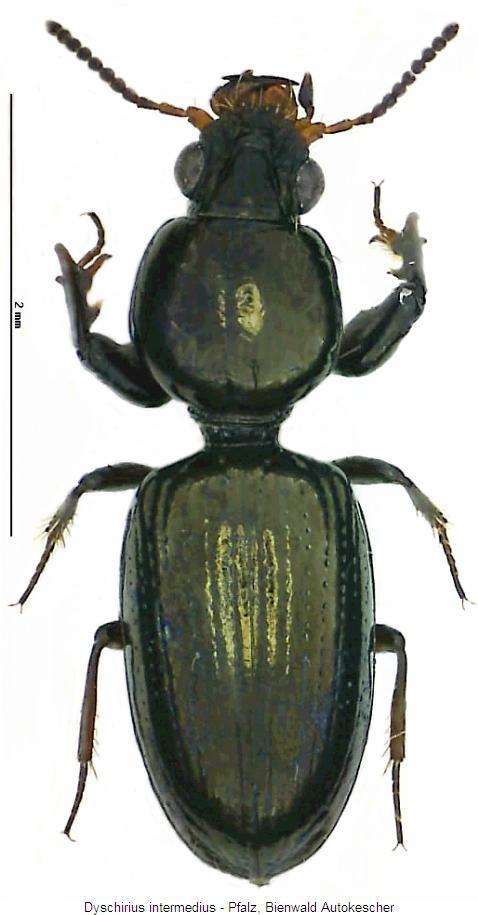 dyschirius_intermedius_hab.jpg