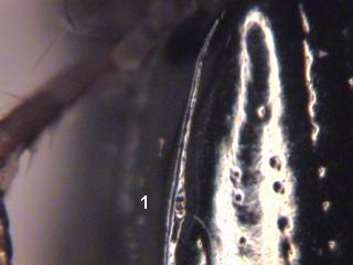 dyschirius_nitidus_sch.jpg