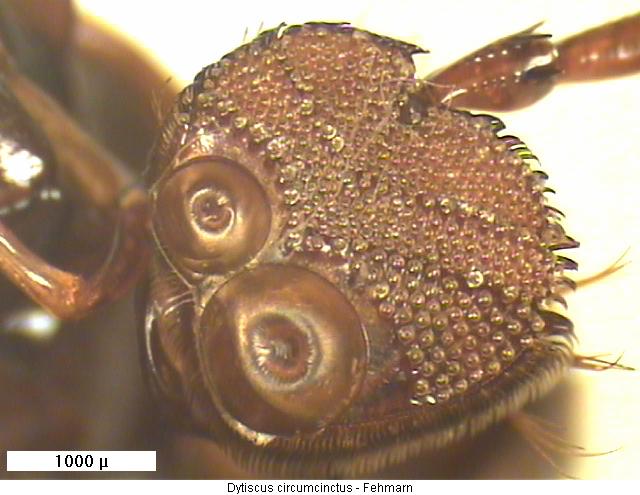 dytiscus_circumcinctus_vtr.jpg