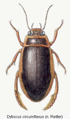 dytiscus_circumflexus_hab.gif