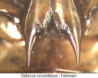 dytiscus_circumflexus_hcox.jpg