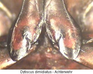 dytiscus_dimidiatus_hcox.jpg