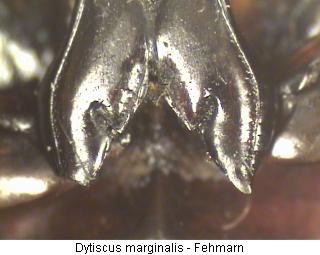 dytiscus_marginalis_hcox.jpg