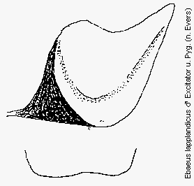 ebaeus_lapplandicus_pyg.gif