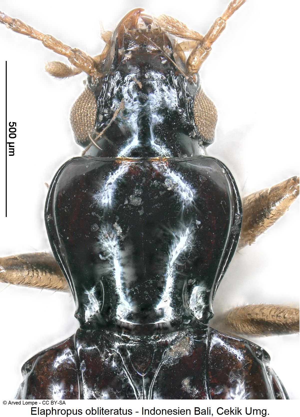 elaphropus_obliteratus_vk.jpg