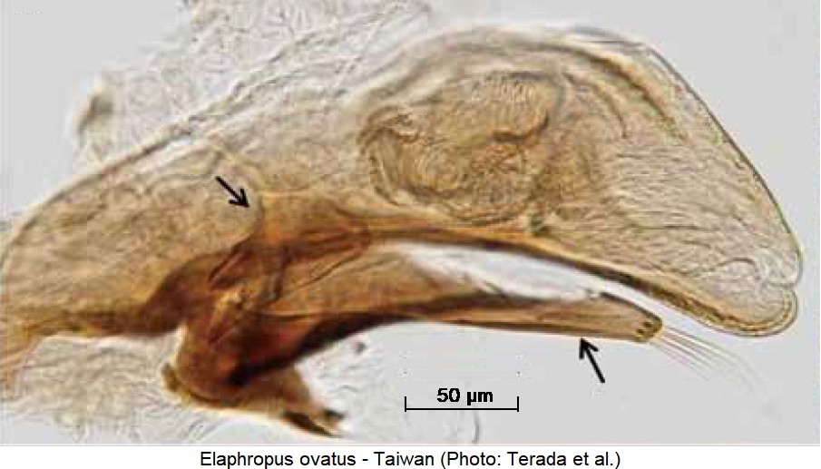 elaphropus_ovatus.jpg