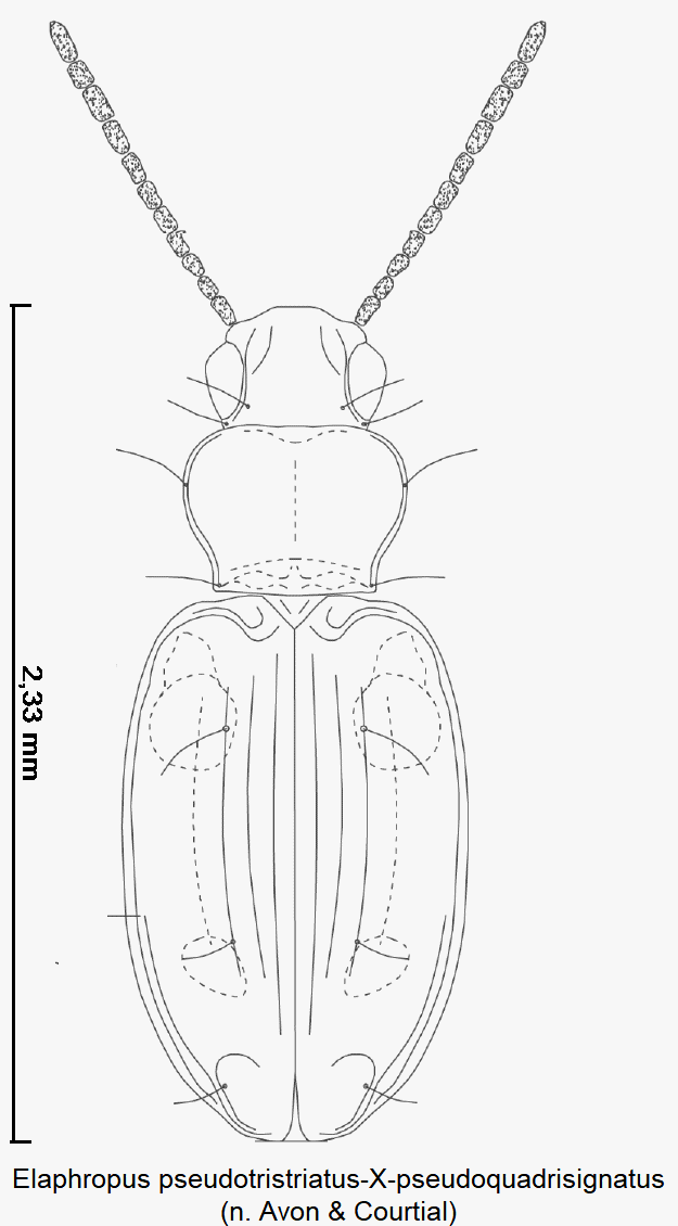 elaphropus_pseudotristriatus-x-pseudoquadrisignatus_hab.gif