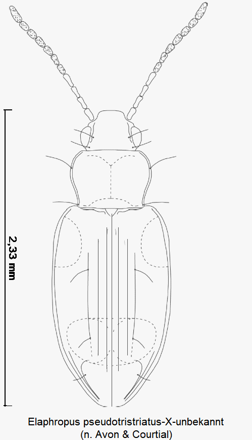 elaphropus_pseudotristriatus-x-unbekannt_hab.gif