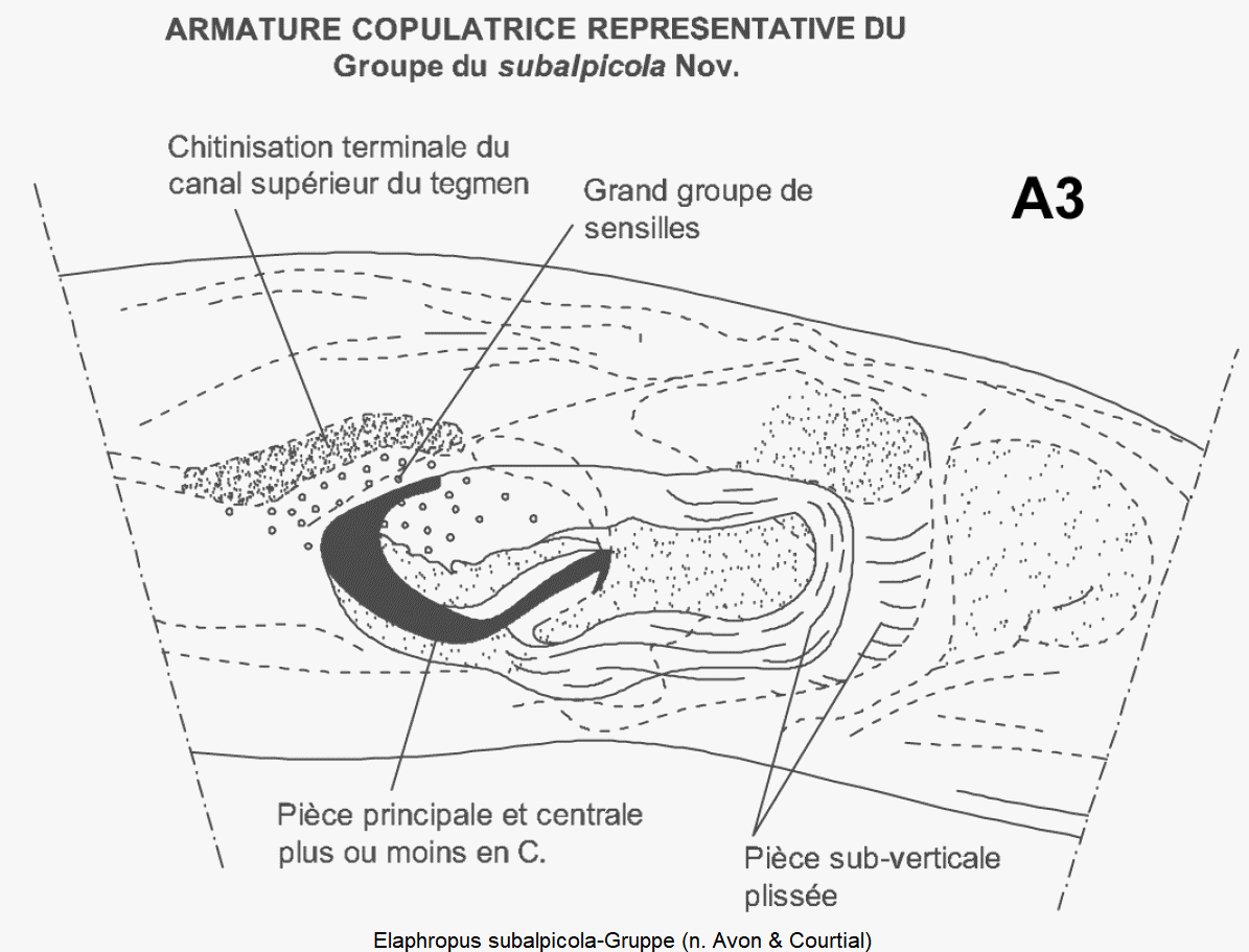 elaphropus_subalpicola-gruppe.gif