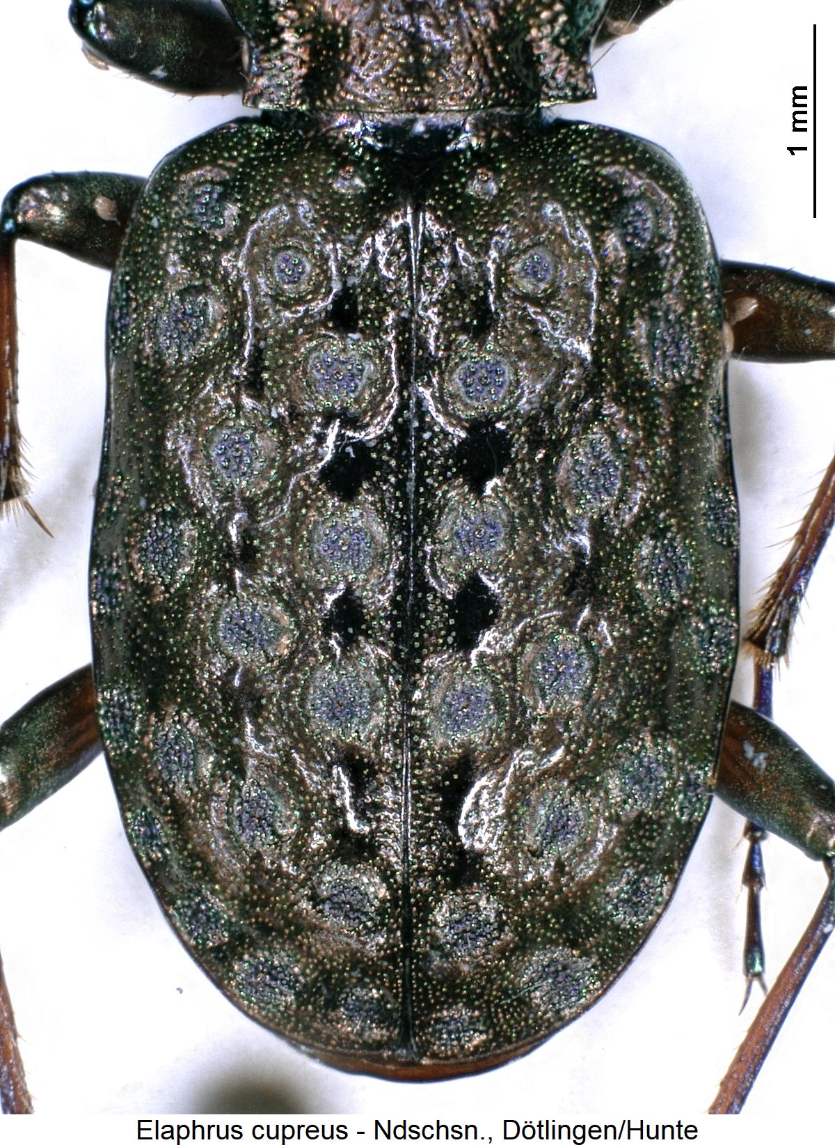 elaphrus_cupreus_fld1.jpg