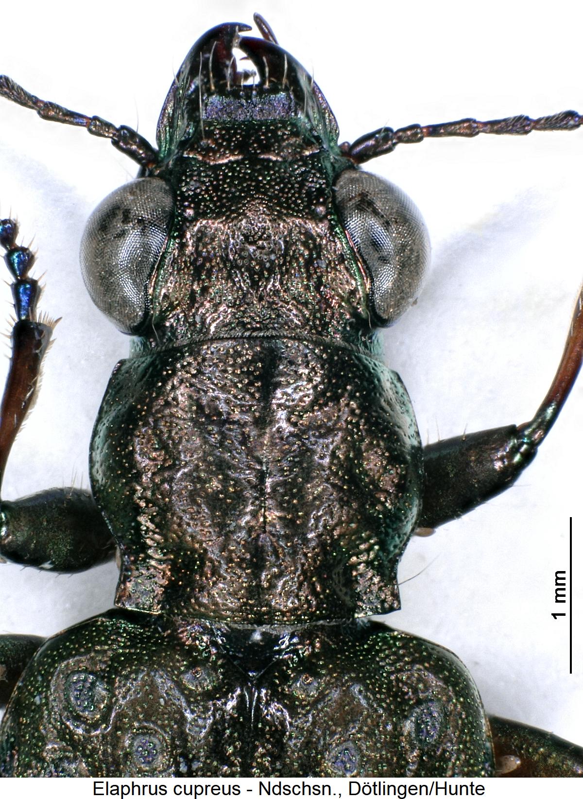 elaphrus_cupreus_vk.jpg