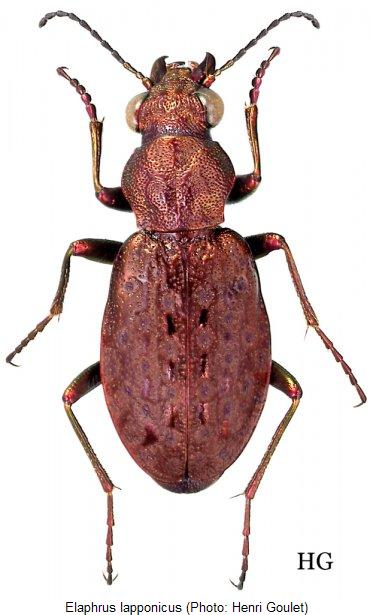 elaphrus_lapponicus_hab.jpg