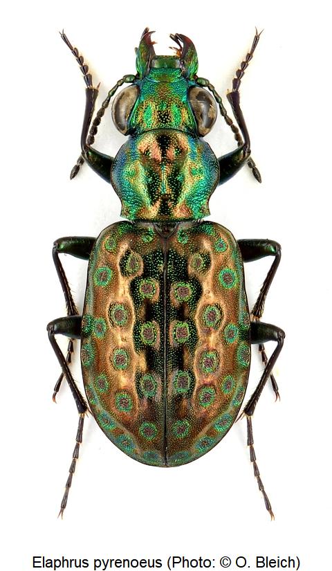 elaphrus_pyrenoeus_hab.jpg
