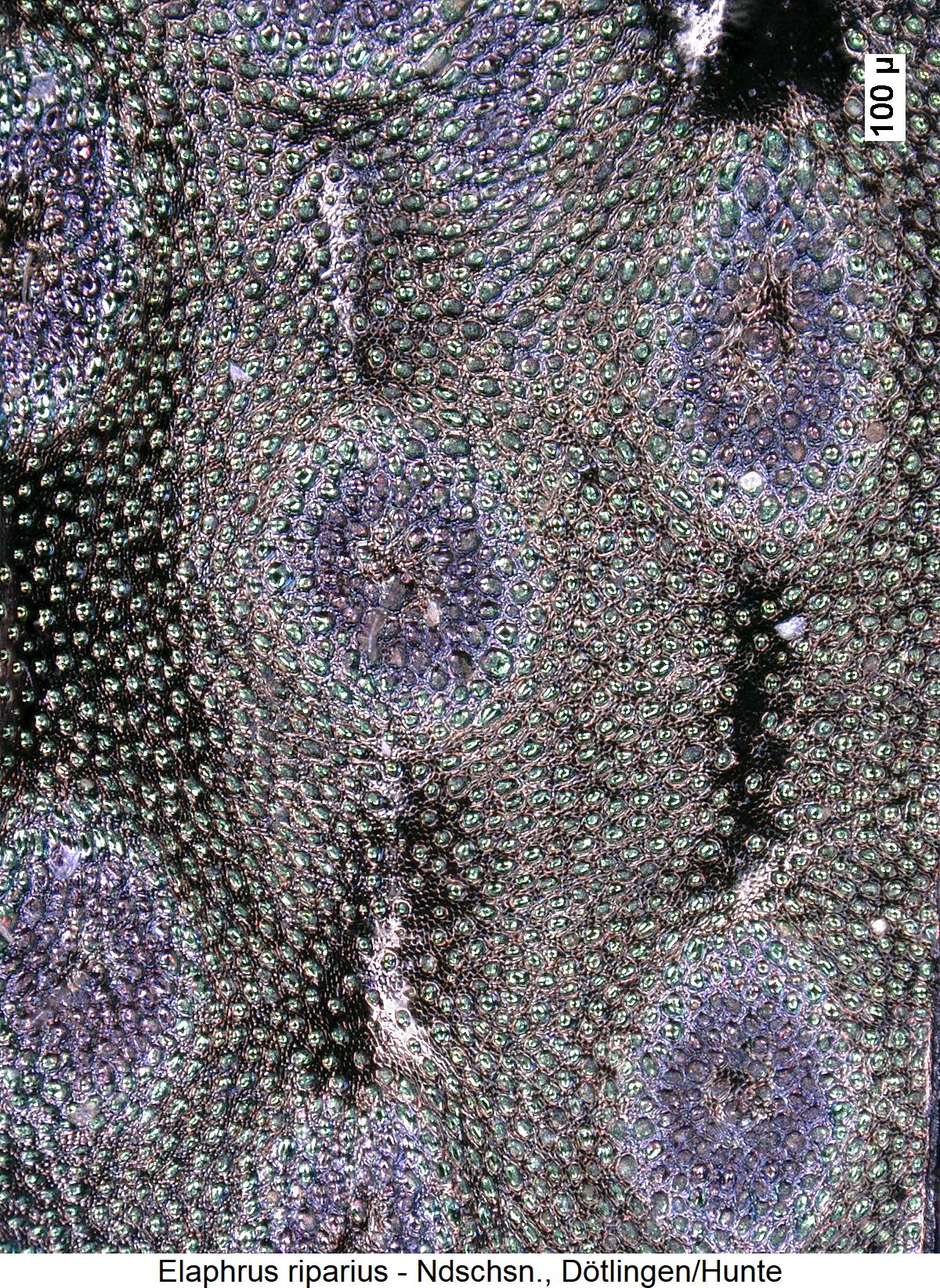 elaphrus_riparius_ms.jpg