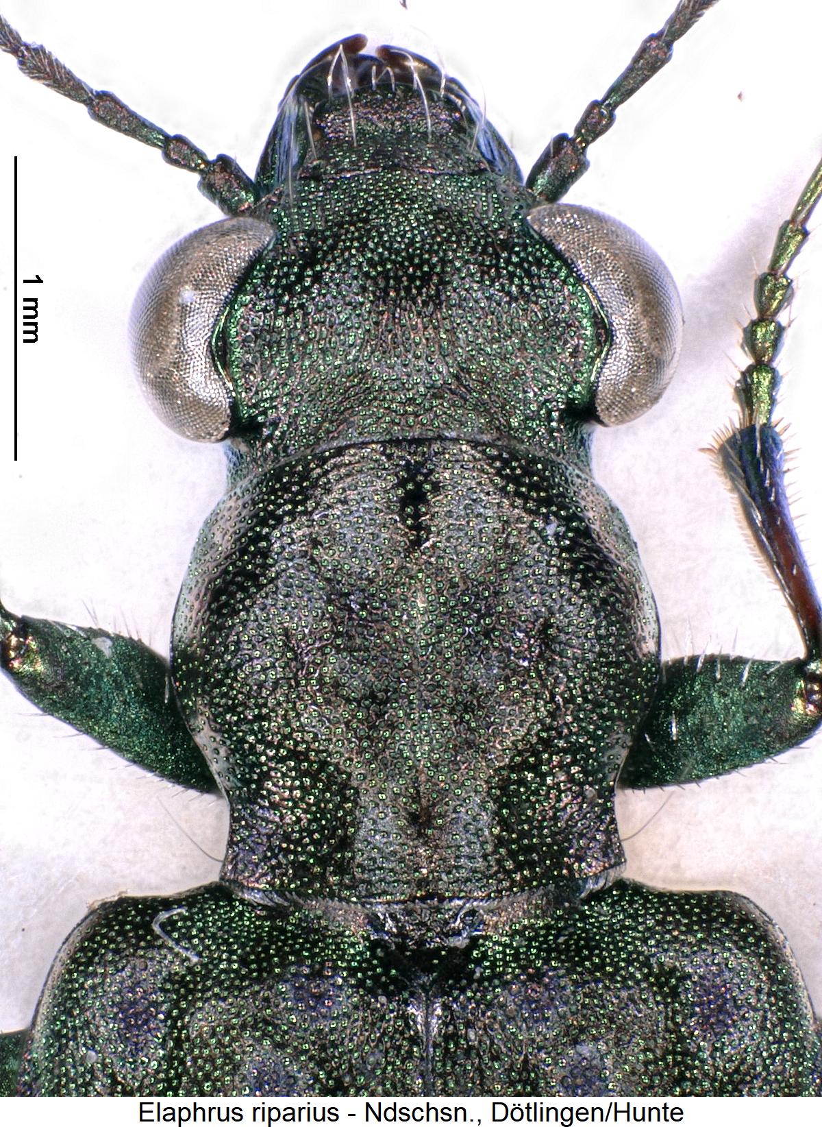 elaphrus_riparius_vk.jpg