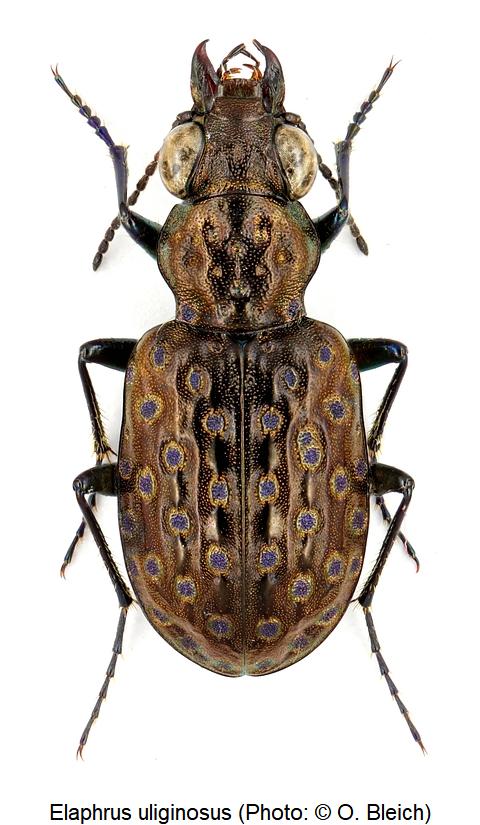 elaphrus_uliginosus_hab.jpg