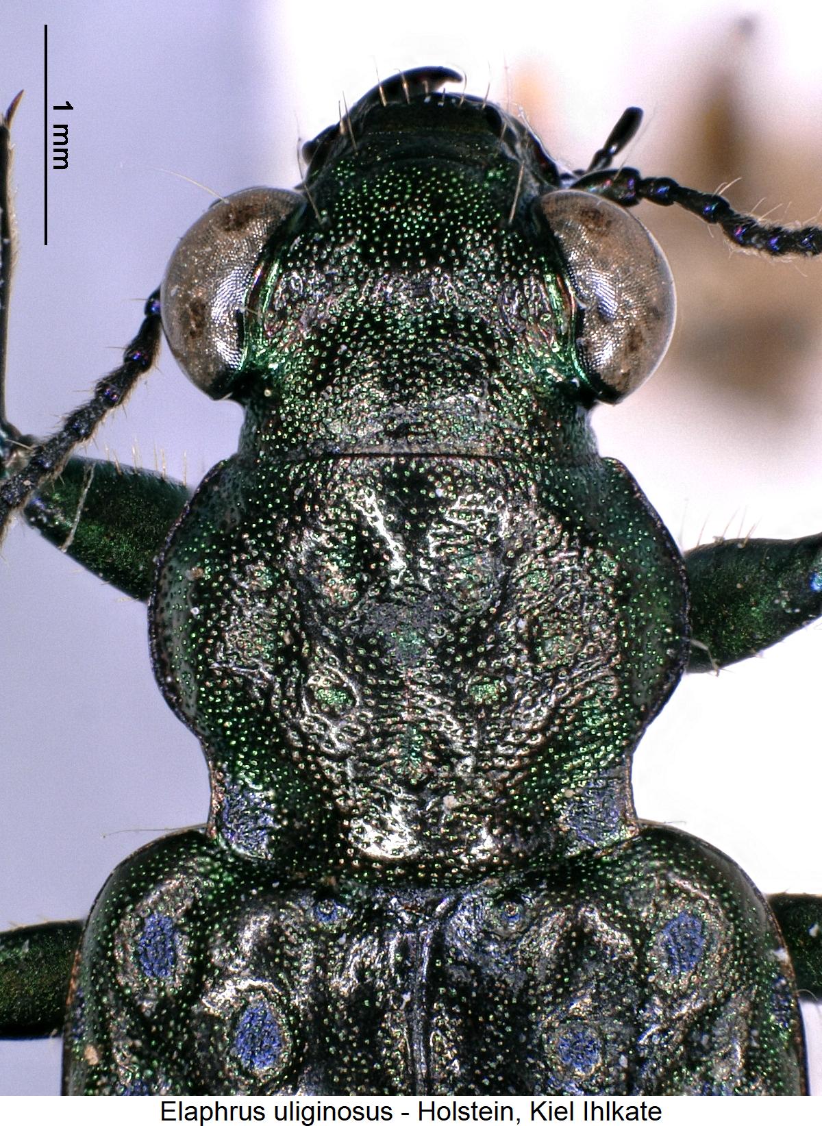 elaphrus_uliginosus_vk.jpg
