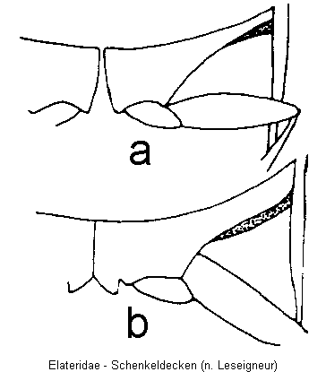 elateridae_schl_a.gif
