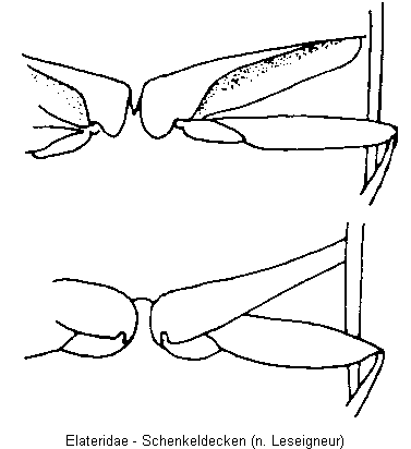elateridae_schl_b.gif