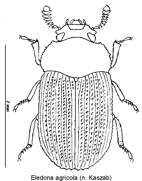 eledona_agricola_hab-1.gif