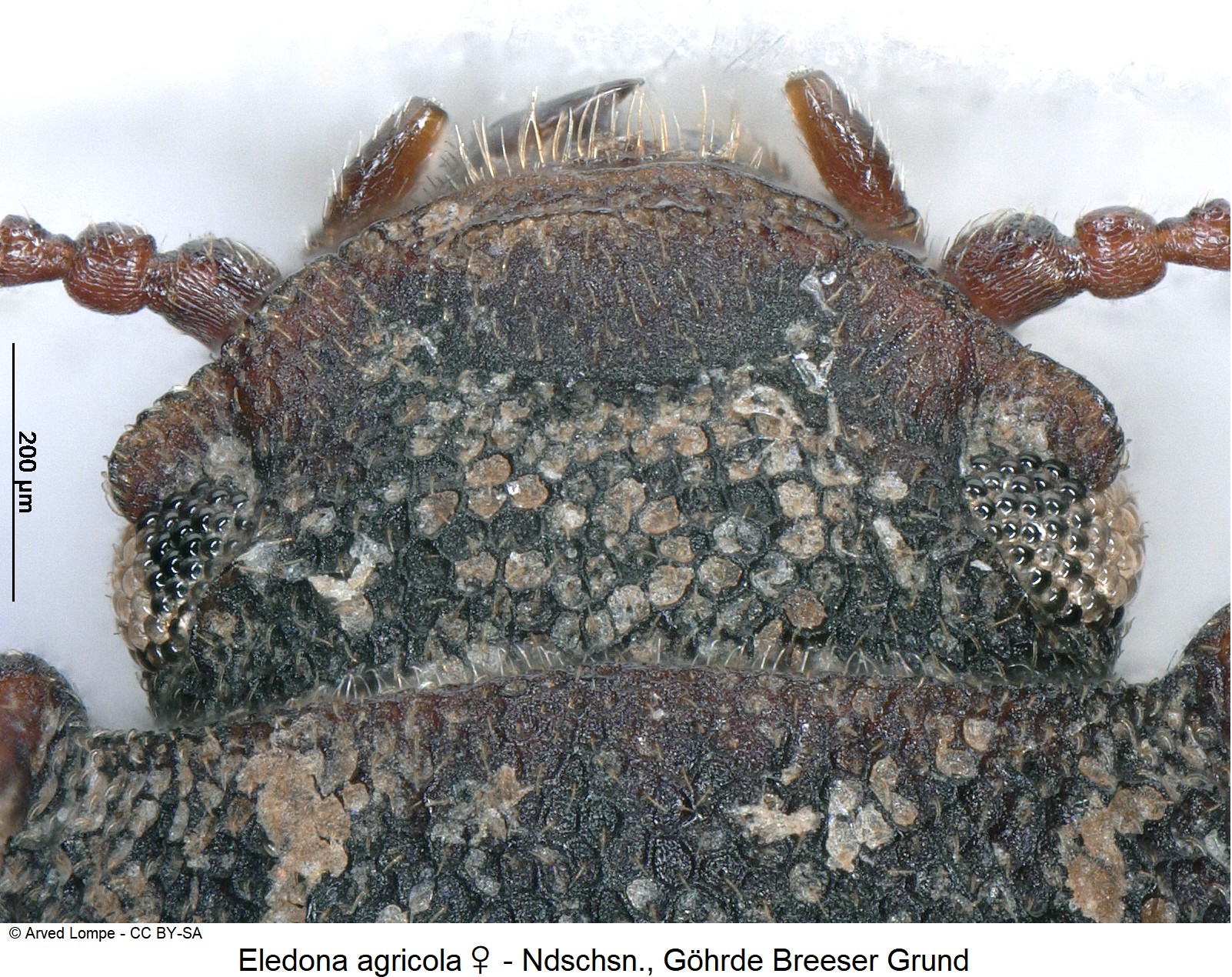 eledona_agricola_w_ck10165_k.jpg