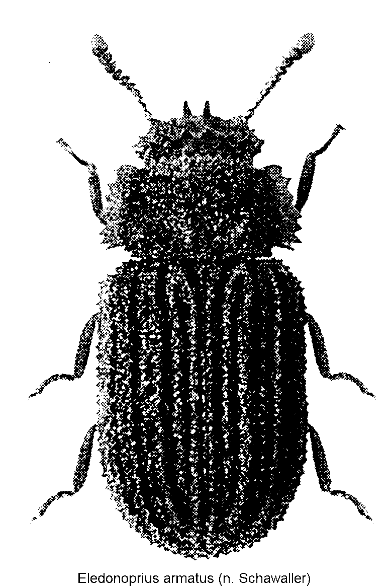 eledonoprius_armatus_hab.gif