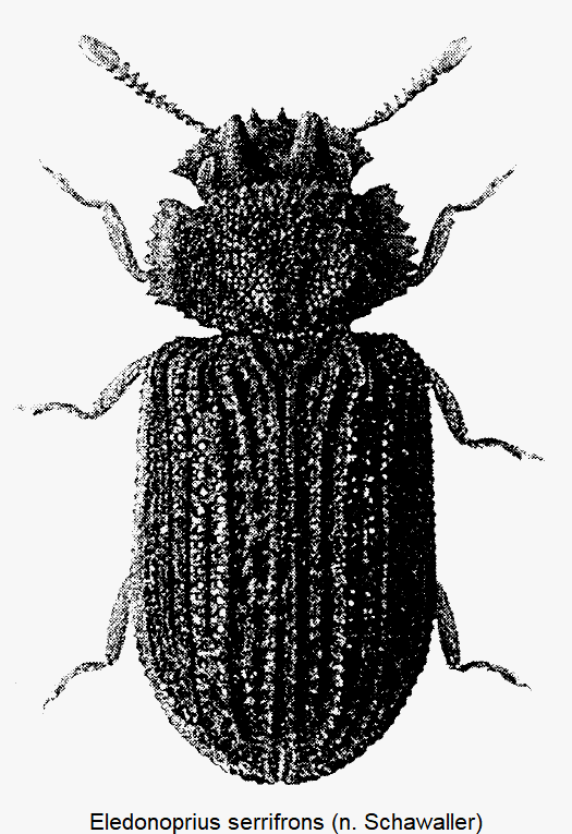 eledonoprius_serrifrons_hab.gif