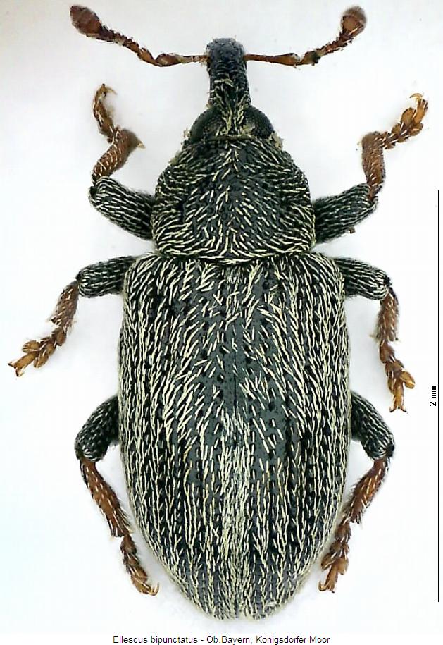 ellescus_bipunctatus_hab.jpg