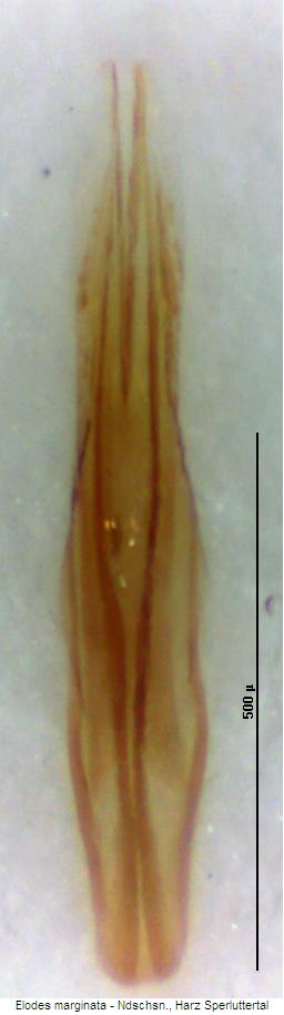 elodes_marginata.jpg