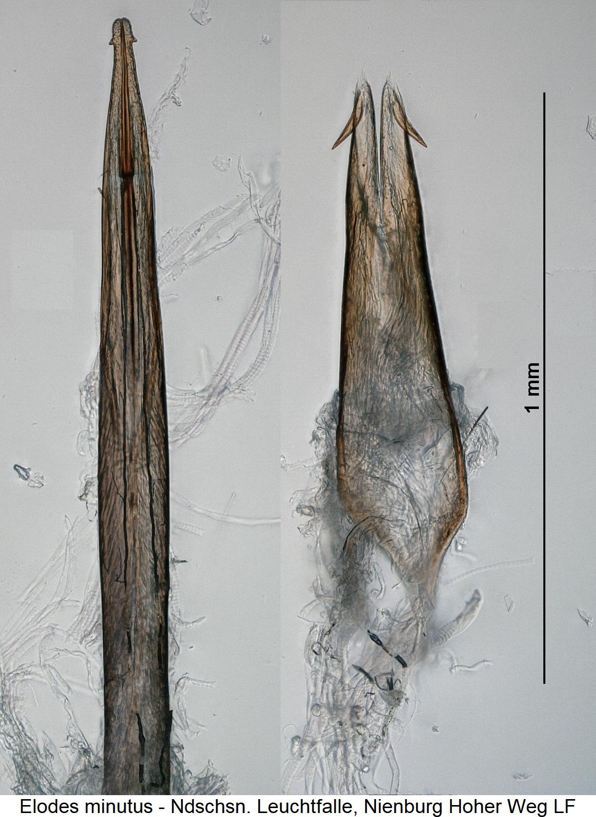elodes_minutus1.jpg