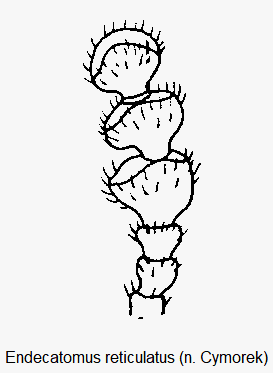 endecatomus_reticulatus_f.gif