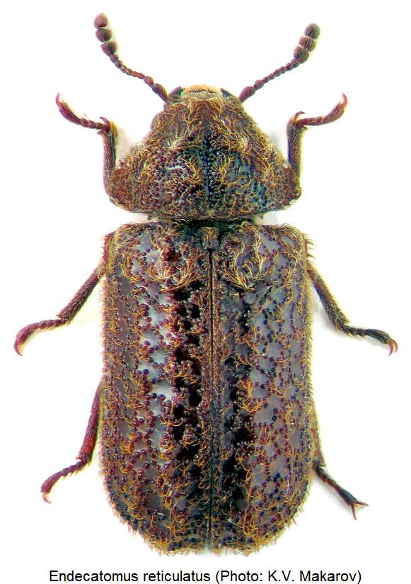 endecatomus_reticulatus_hab.jpg