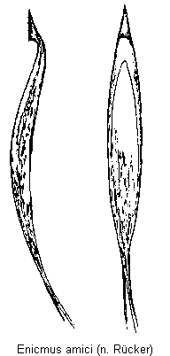enicmus_amici.gif