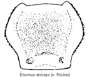 enicmus_atriceps_hsch.gif