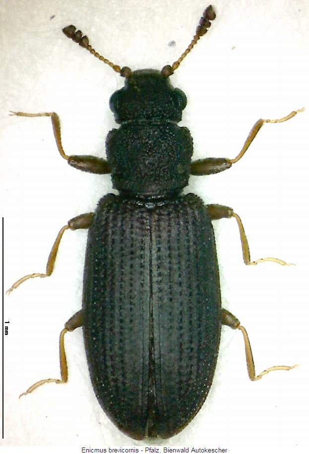 enicmus_brevicornis_hab.jpg