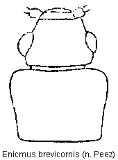 enicmus_brevicornis_vk.gif