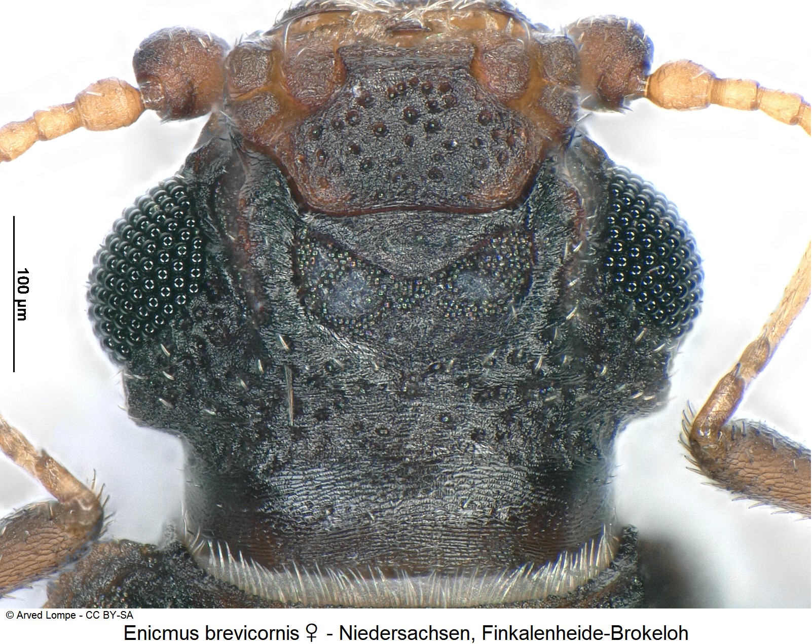 enicmus_brevicornis_w_ck35981486_k_us.jpg