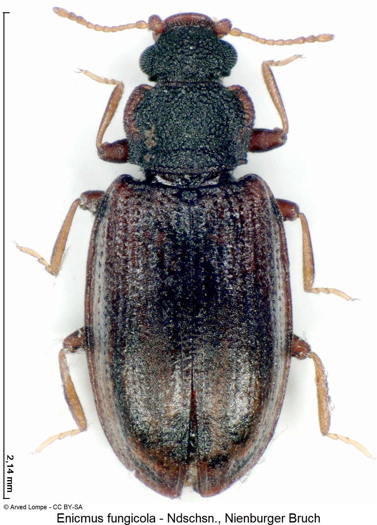 enicmus_fungicola_ck35557658_hab.jpg