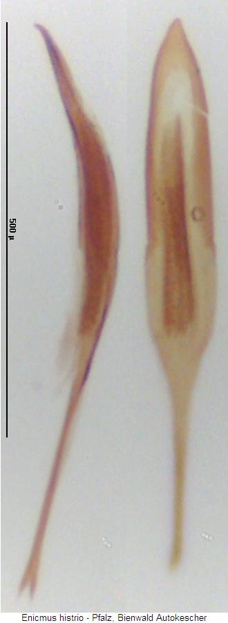 enicmus_histrio.jpg