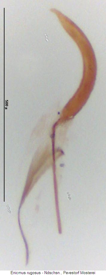 enicmus_rugosus3.jpg
