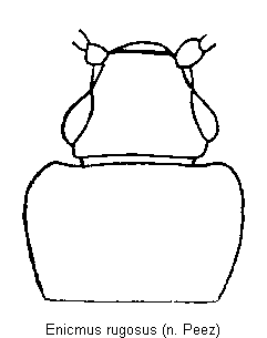enicmus_rugosus_vk.gif
