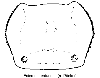 enicmus_testaceus_hsch.gif