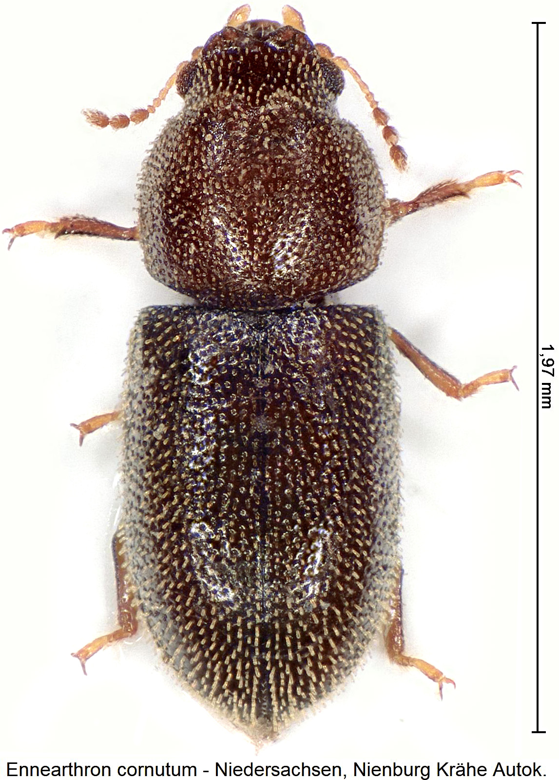 ennearthron_cornutum_hab1.jpg