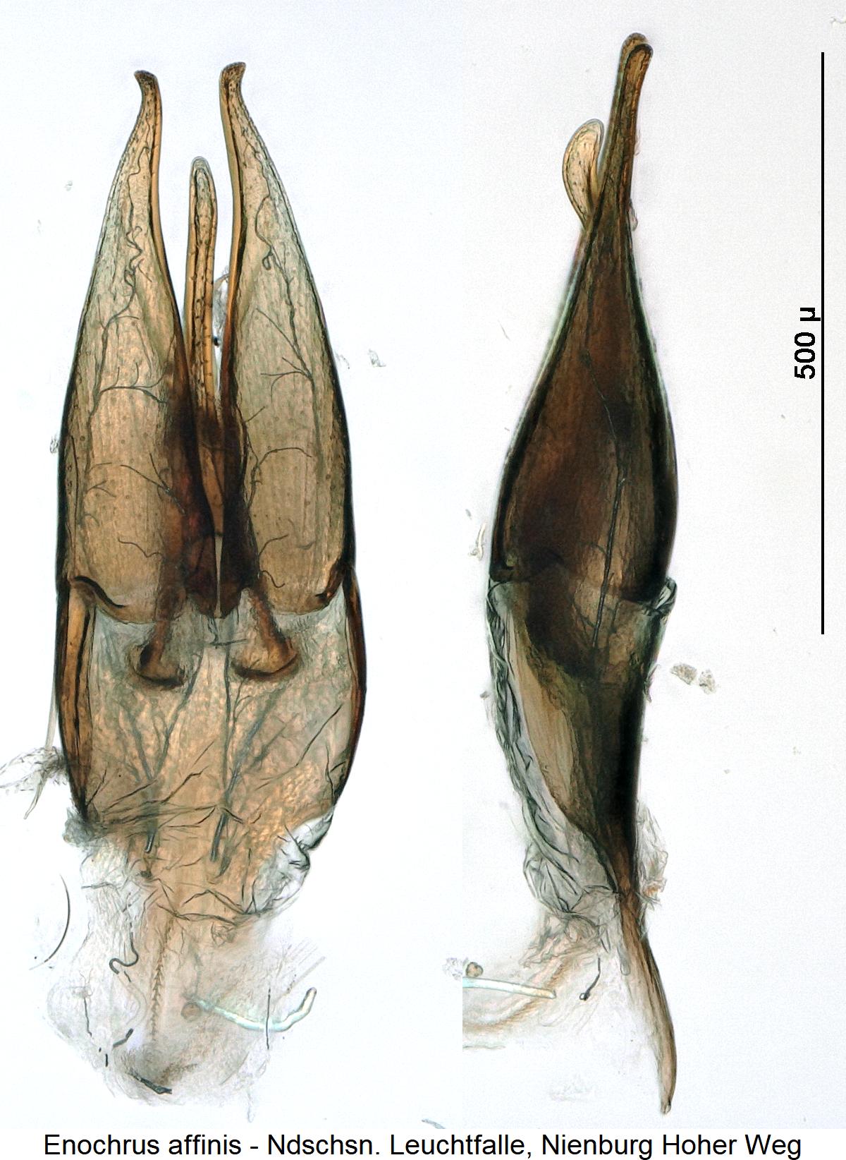 enochrus_affinis1.jpg