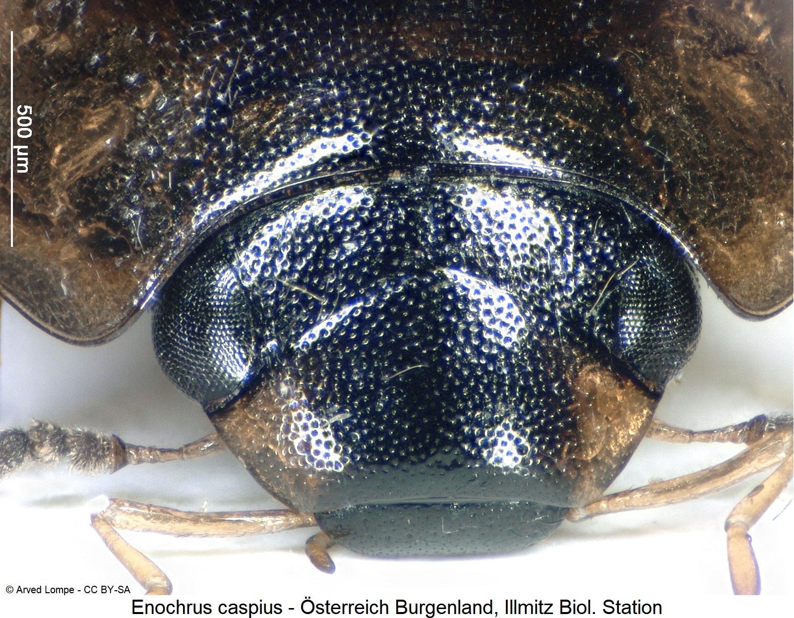 enochrus_caspius_ck28632578_k.jpg