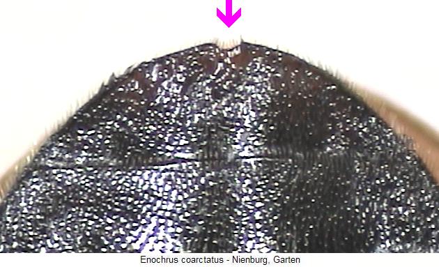 enochrus_coarctatus_as.jpg