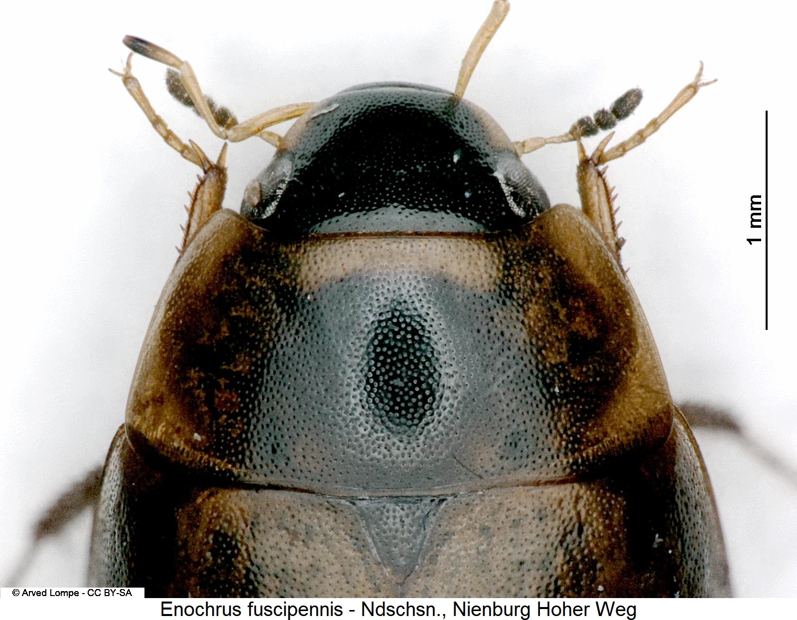enochrus_fuscipennis_vk.jpg