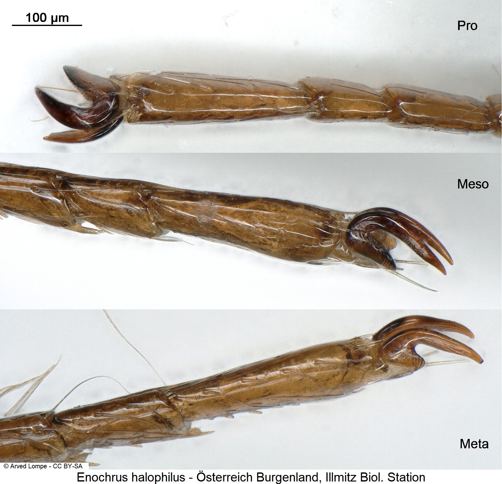 enochrus_halophilus_m_ck28652136.jpg
