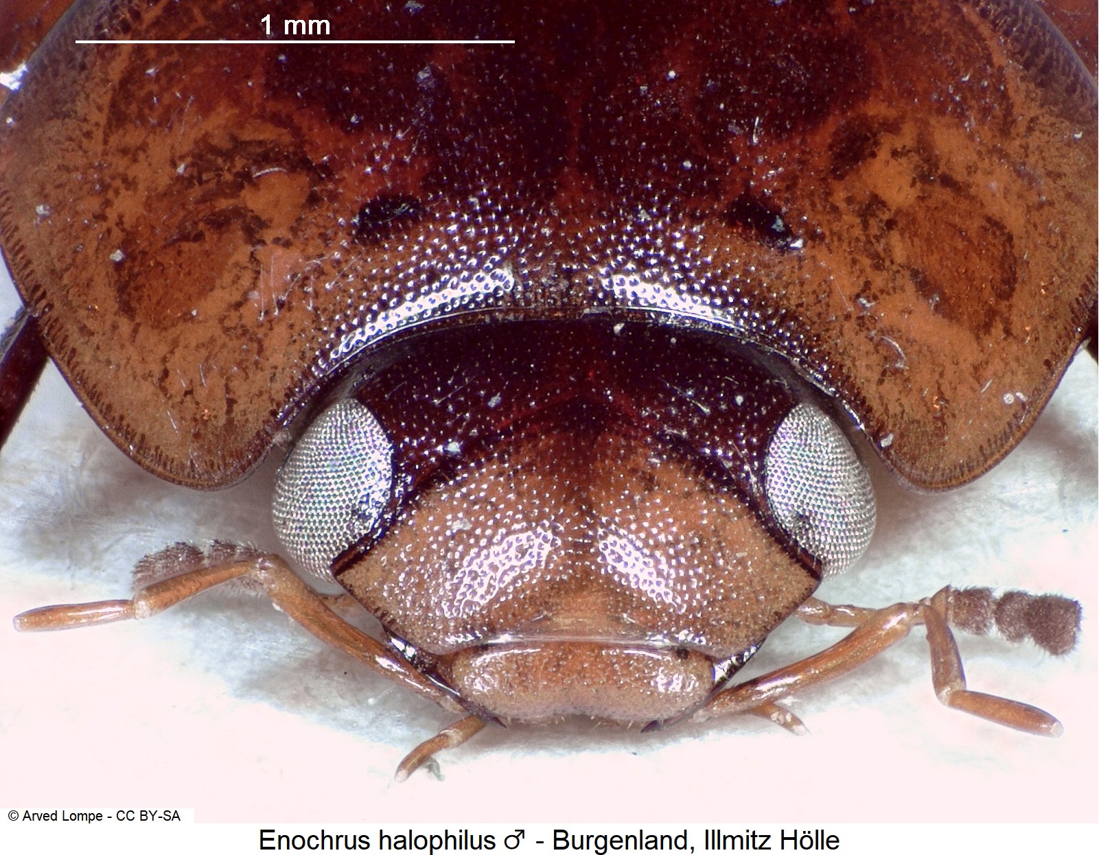 enochrus_halophilus_m_ck28680382_k.jpg