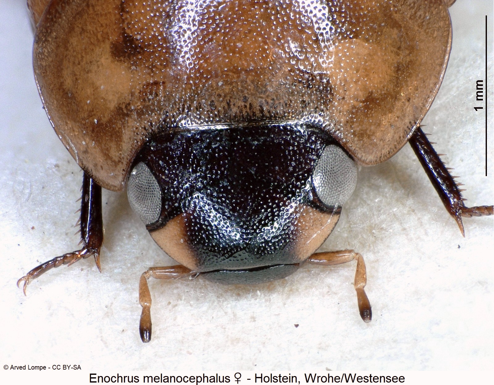 enochrus_melanocephalus_w_ck3262_k.jpg